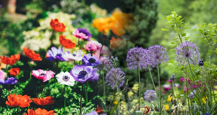 Aplicaciones para identificar plantas